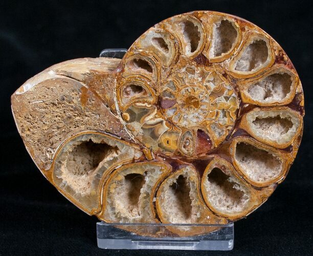 Sliced Phylloceras Ammonite (Half) - #10014